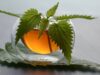 6 avantages pour la santé de la tisane d’ortie 6 avantages pour la santé de la tisane d'ortie
