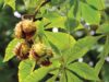 5 plantes qui soulagent les symptômes les plus courants 5 plantes qui soulagent les symptômes les plus courants