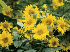 8 plantes pour les soins de la peau et comment les utiliser 8 plantes pour les soins de la peau et comment les utiliser
